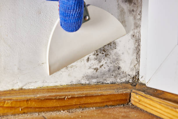Professional Mold Removal in Oliver, PA